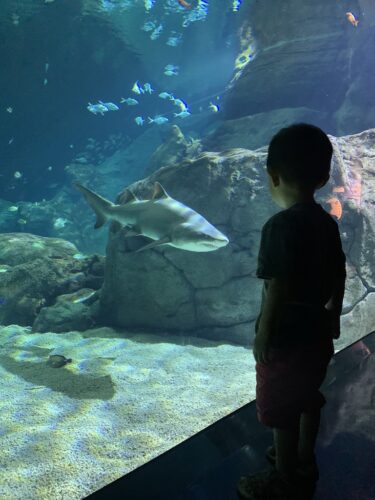 Odysseo aquarium oceanarium