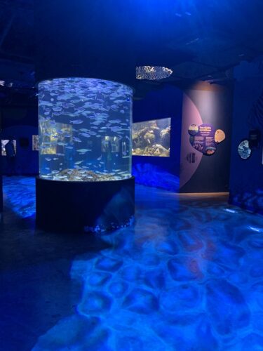 Odysseo aquarium oceanarium