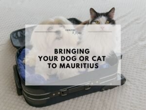 Dog and cat in a pet travel crate for a trip to Mauritius