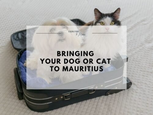 Dog and cat in a pet travel crate for a trip to Mauritius