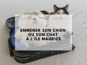 Chien et chat dans une caisse de transport pour un voyage vers l'île Maurice