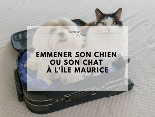 Chien et chat dans une caisse de transport pour un voyage vers l'île Maurice